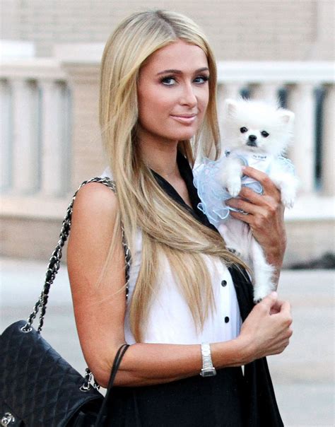 paris hilton dog burberry|paris hilton puppies.